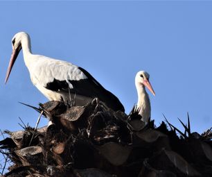 22-4-22 hvid stork